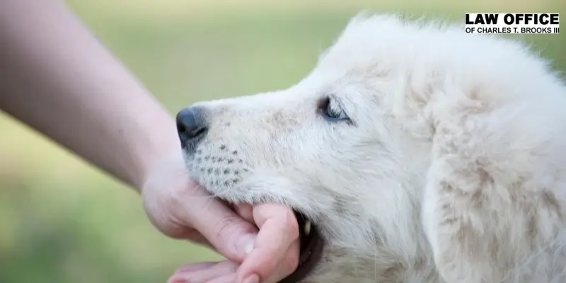 best dog bite lawyer in columbia best dog bite lawyer in columbia